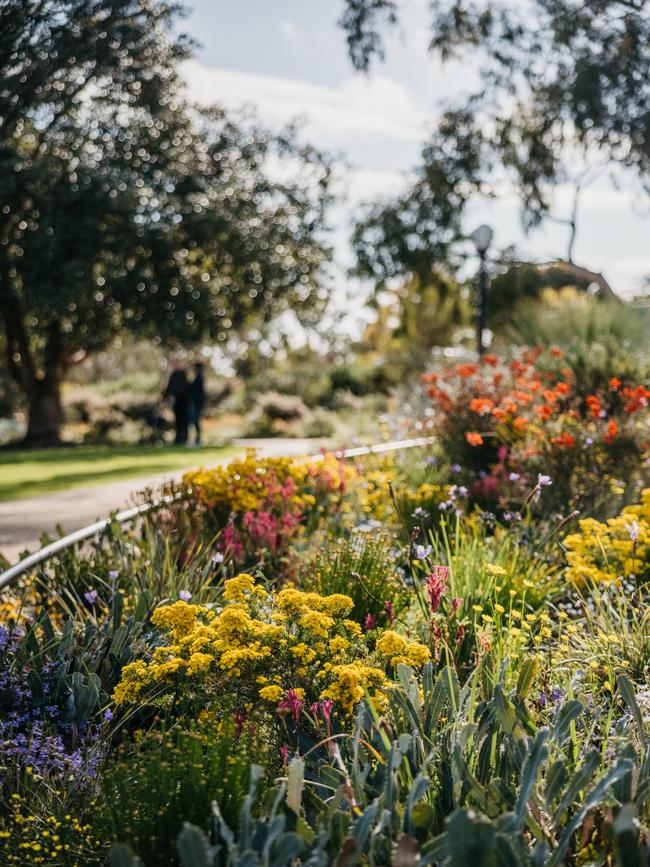 Close up of the Wildflowers, at Kings Park and Botanical Garden. Picture: Tourism Western Australia