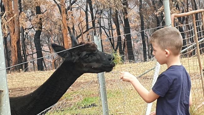 Roko Jurcevic, of Padstow, feeds a hungry male alpaca. Picture: Isabell Petrinic