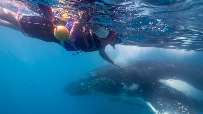 Whales are very curious creatures, says Sunreef CEO Philip Hart. Picture: Tourism and Events Queensland