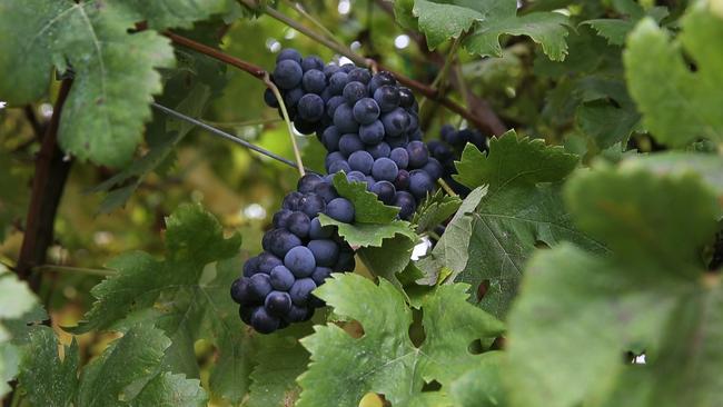 Leaving fermenting grapes to “do their thing” can produce wines traditionally viewed as faulty.