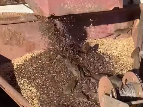 Gunnedah farmer Alex Laurie has posted a video to Facebook of dozens of mice spilling out of a grouper at his farm, which he says has only recently begun to see an infestation of rodents. Picture: Facebook via NCA NewsWire, , Source: https://www.facebook.com/100000464247503/videos/6187417734616973/