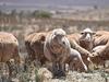 The sheep industry is at a crossroads. For some, the damage is done
