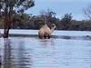 Bizarre rescue of camel from floodwaters