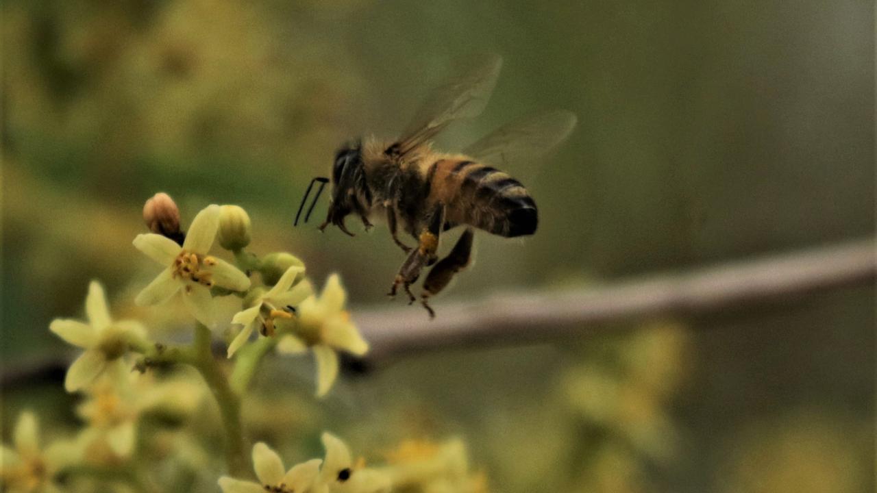 If you have flowering native trees, bees will find them to pollinate.