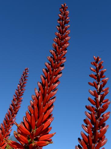 Michele and Attila Kapitany’s garden at their property at The Lough Crt in Narre Warren North. Picture: Lawrence Pinder