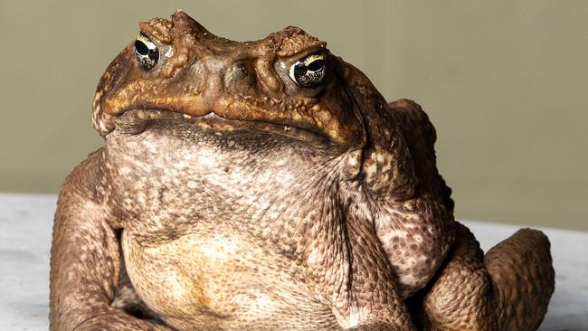 Dreamworld's resident cane toad Fifi. Picture: NIGEL HALLETT