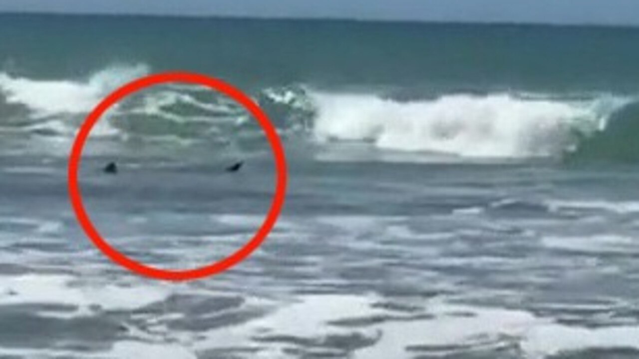 The man reportedly rushed out of the water after hearing onlookers scream there were sharks next to him.