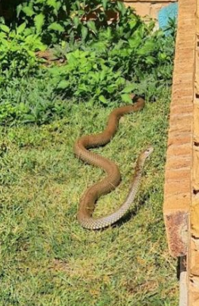 A southwest Brisbane local was shocked to find a deadly snake in their backyard. Picture: Hannah Smith, Facebook