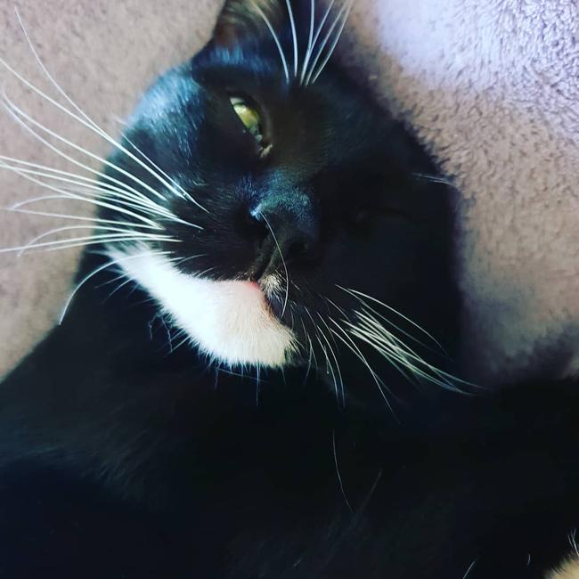 This is Phoebe. ‘It’s too early to be awake mum’. Picture: Sarah Long