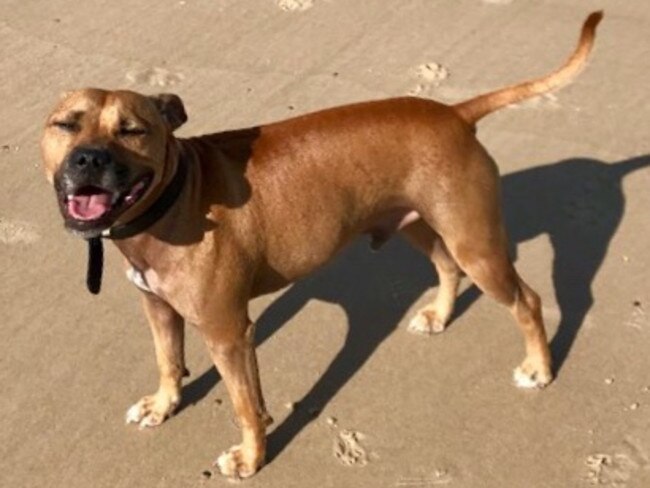 AXEL: That big, blissful smile says it all — Axel just loves the beach.