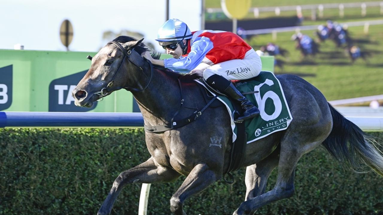 Trainers confident well-backed filly can handle stakes test