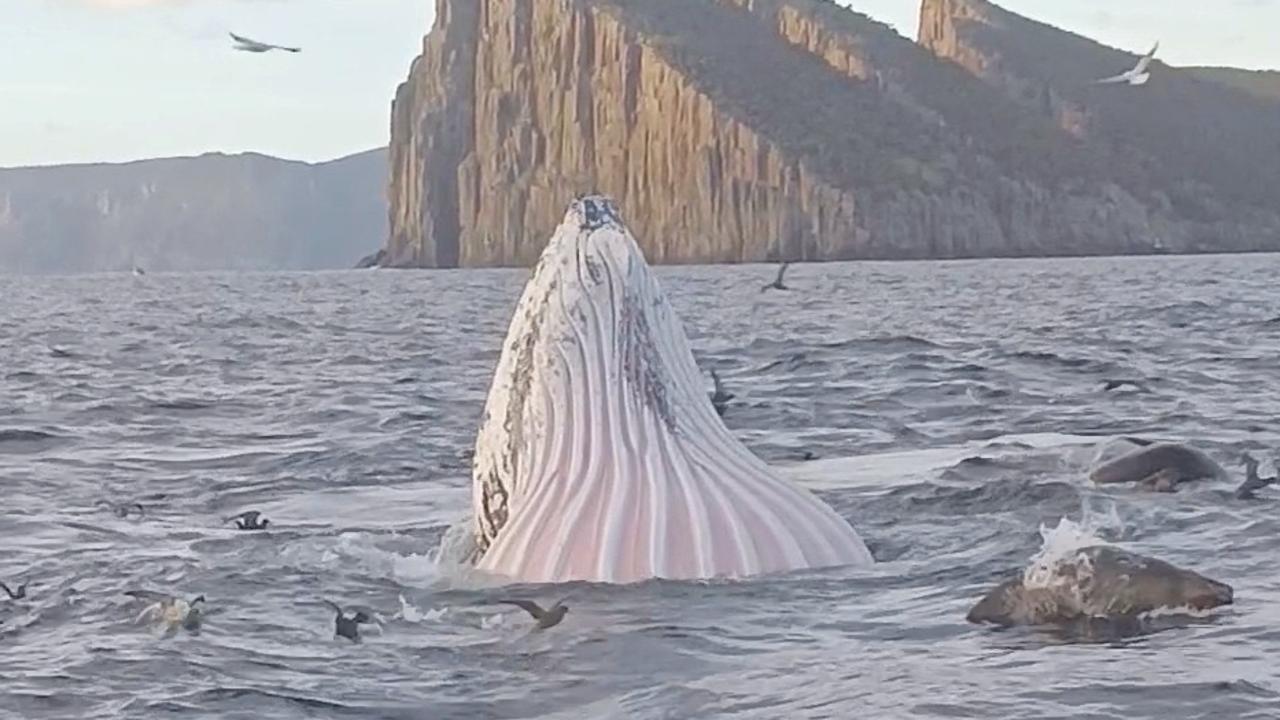 Humpback whales join dolphins, seals and birds for fish feast