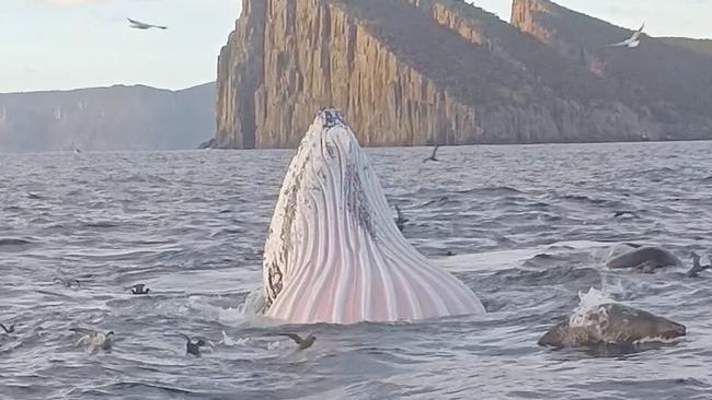 Humpback whales feeding off  the mouth of Fortescue Bay at dawn on Friday. Image: Kane Bowman