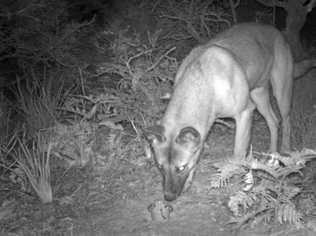 A wild dog believed to be responsible for killing a number of wallabies in Arakwal National Park and Cape Byron State Conservation Area. Picture: NSW Office of Environment and He