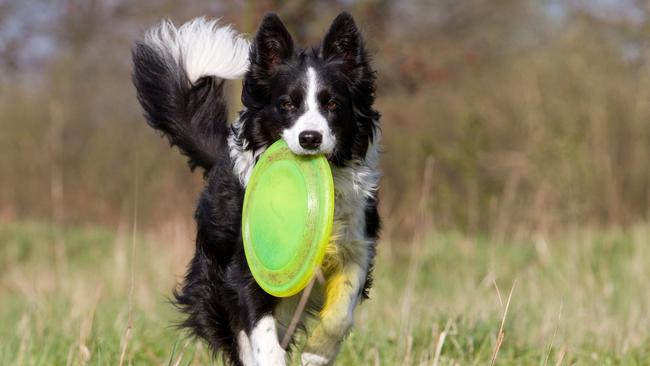 A woman is in the clear after police found no poisons were present in the suspected dog baits.