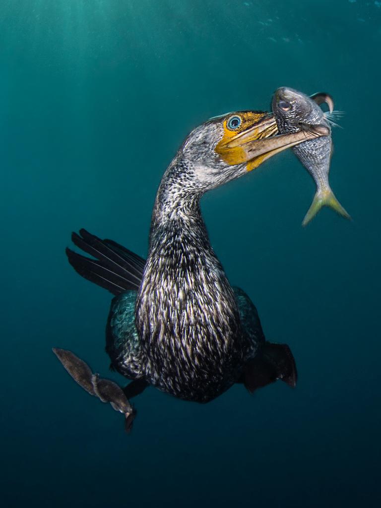 Underwater Photographer of the Year 2018. WINNER Category 4. Behaviour Credit name: Filippo Borghi/UPY 2018 Nationality: Italy Image caption: the fisherman Country taken: Japan Location: Osezaki “In winter time in the Izu peninsula in tokio area the asiatic cormorant stop for couple of month before moving to China. So this is the best moment for try to shoot this amazing sea bird during diving and fishing.”