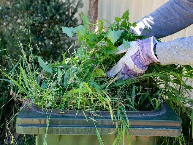 Green bin container filled with garden waste. Hands wearing gardening gloves doing spring clean up in the garden. Recycling garbage for a better environment.