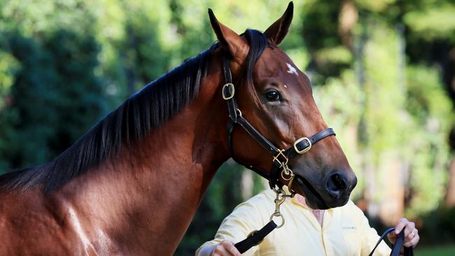 Easter yearling sales begin at the Newmarket stables in Randwick. Lot 135, a Bay Colt and the half brother of Winx was sold for $2.3 million to trainer Gai Waterhouse. Segenhoe yearling manager Tom Hughes pictured with the colt. Picture: Toby Zerna