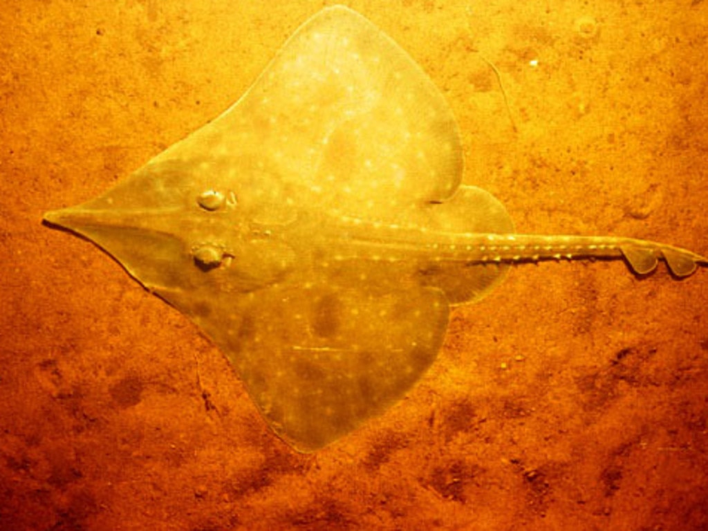 Maugean skate, an endangered species photographed in Macquarie Harbour.