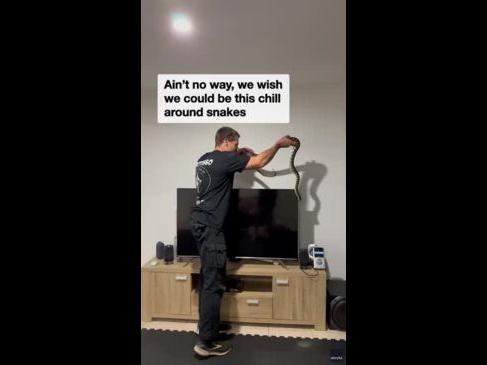 Snake catcher removes huge python from TV