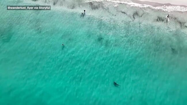 Drone Captures Shark Lurking Close to Swimmers at Perth Beaches