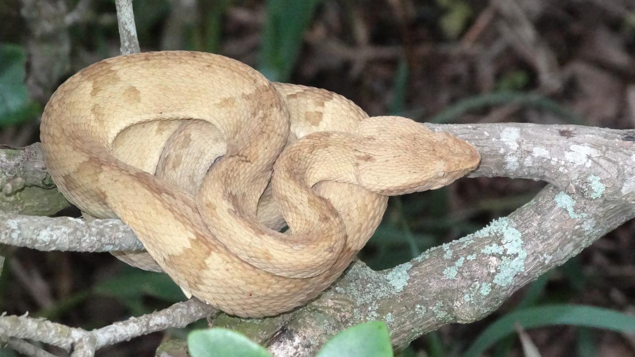 Professor Bryan said if we lose snakes like the Golden Lancehead, it means we may lose the next ‘wonder drug’ as their venom plays a pivotal role in high blood pressure medication.