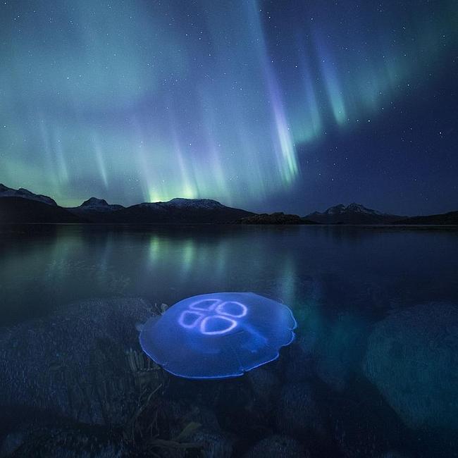 Heaven And Earth ... Jellyfish under the Aurora Borealis off the coast of Northern Norway, close to Tromsø. Single exposure, focus and opening adjusted during the exposure. Location: Tromsø, Norway. Picture: Audun Rikardsen (NO)/Siena International Photo Awards 2016