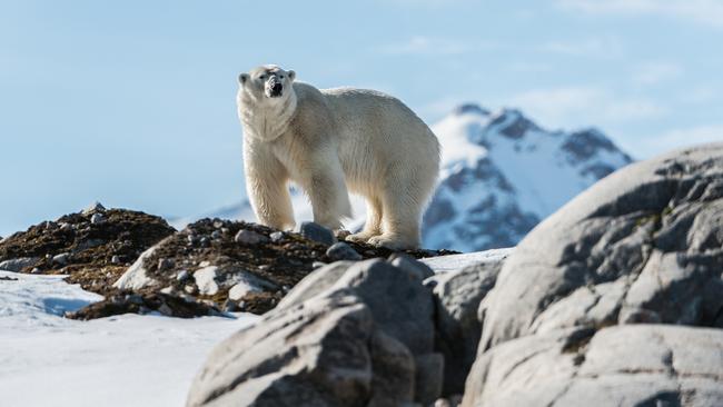 A polar bear in Svalbard.