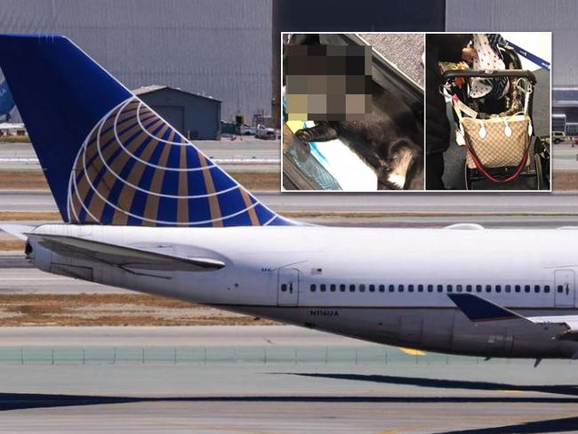 dog dies on united airlines flight