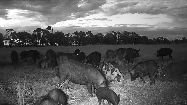 The feral pigs have been described to be as big as footballers.