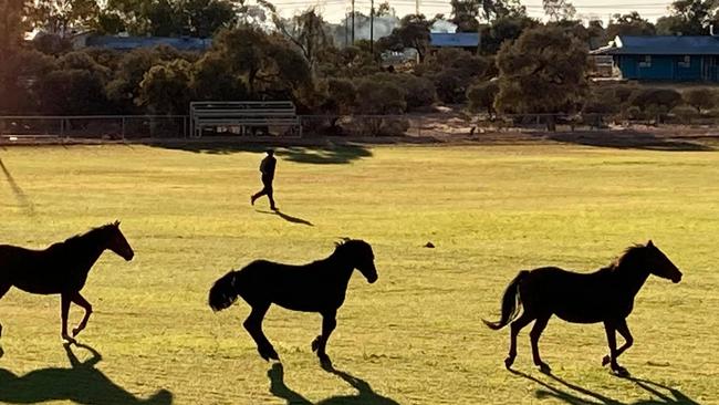 Wild horses charged the newly grassed ‘MCG of the desert’ in Santa Teresa after the gate was left open. Picture: Supplied.