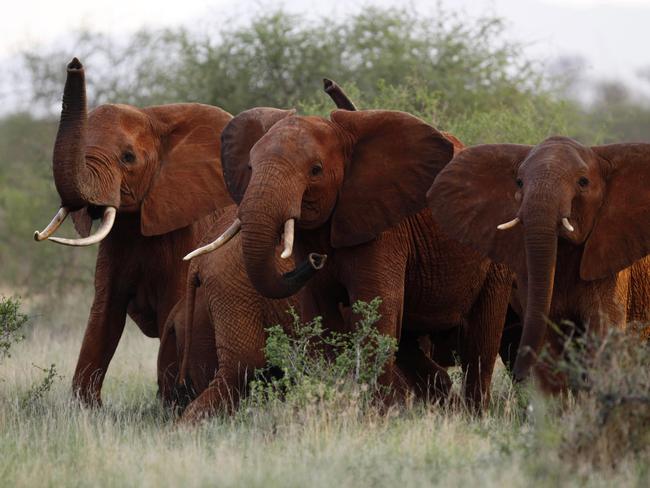 Elephants use their trunks to smell for possible danger in the Tsavo East national park, Kenya. Picture: AP Photo/Karel Prinsloo