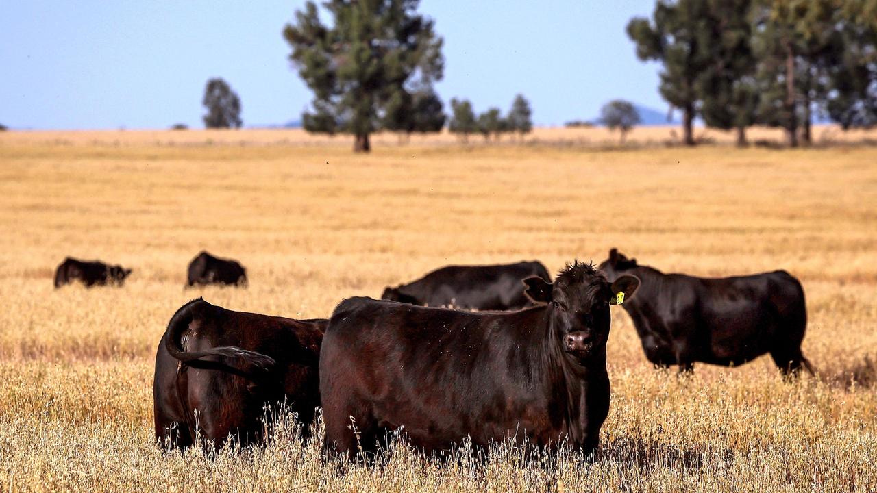 There has been a rise in interest in Aussie beef in China. Picture: David Gray/AFP