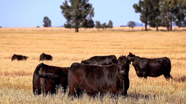 There has been a rise in interest in Aussie beef in China. Picture: David Gray/AFP