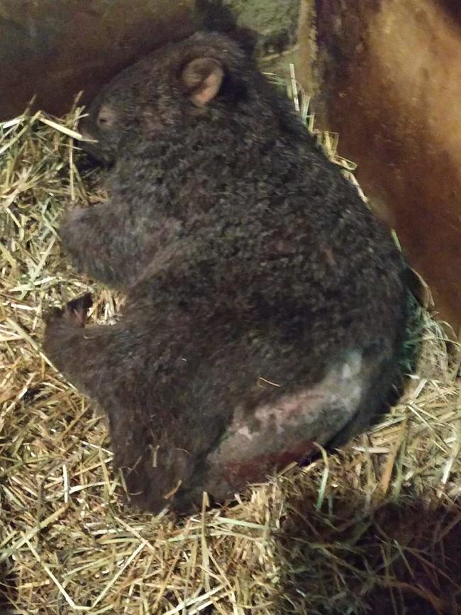 A wombat injured badly in the Southern Tablelands after being displaced during the NSW floods this week. Picture: Native Animal Rescue Group