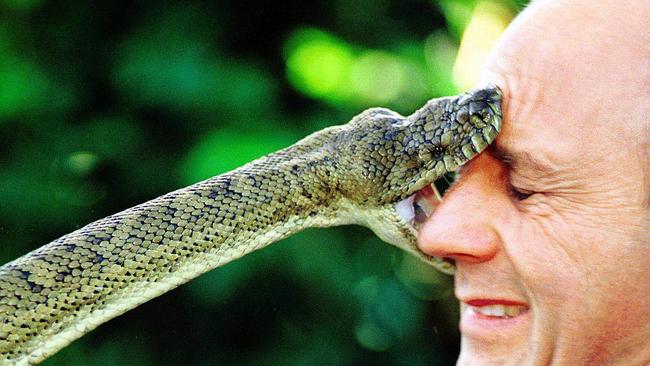 Snake handler Peter Morningstar got a surprise bite on the face by a carpet python in May, 2002. Picture: Ric Frearson