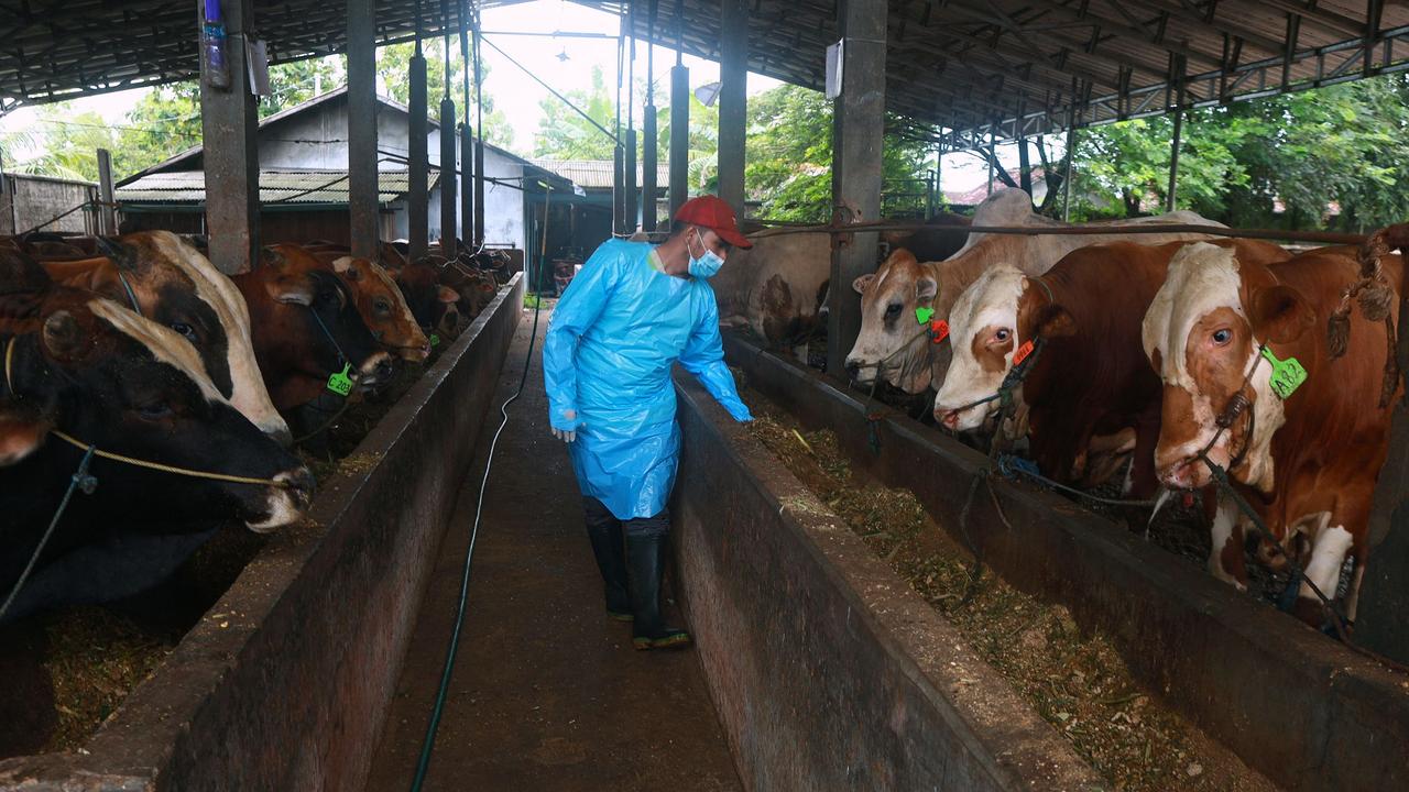 A man inspecting cattle in Bandar Lampung, Lampung province, amid an outbreak of foot-and-mouth disease. Picture: AFP