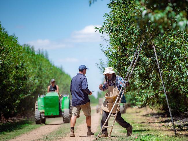 People interested in harvest work can now claim up to $2000 in relocation costs for completing 40 hours’ work over two weeks. Picture: Jason Edwards