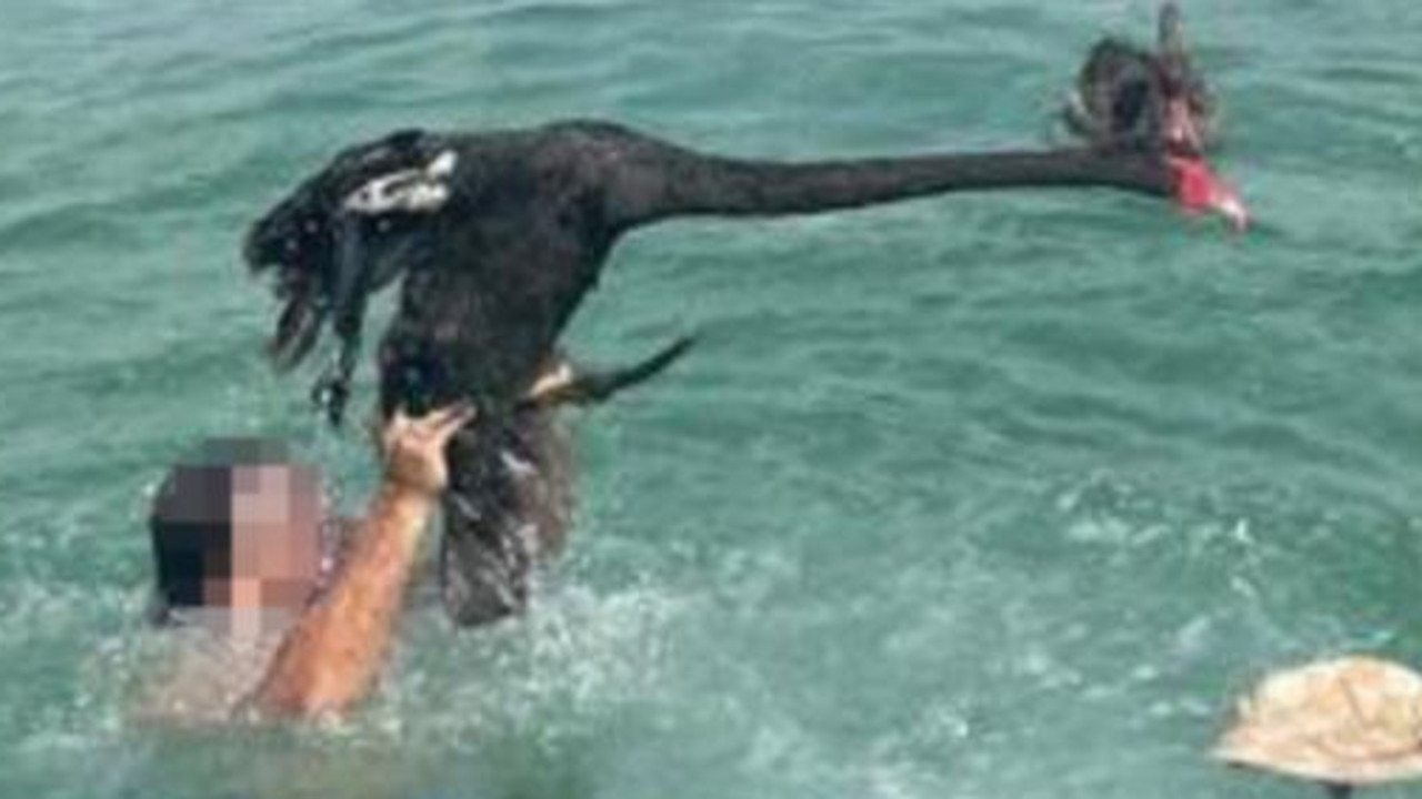 Man’s ‘disturbing’ act with swan on Aus Day