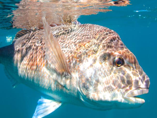 GFWAM Anglers have long been promoting conservation measure to improve snapper stocks but they have been left out in the cold in SA.Gone Fishing with All McGlashan