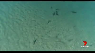 Sharks in a feeding frenzy off North Stradbroke Island. Credit: Barry Miall