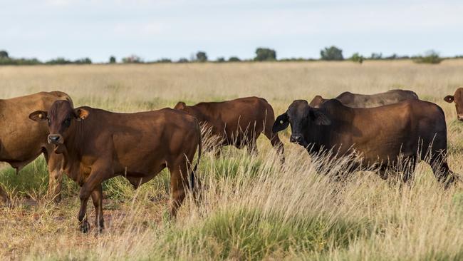 The Kimberley Cattle Portfolio has carried 45,000 to 50,000 breeders.