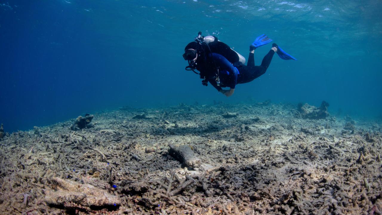 Click, clack and pop: sounds indicate health of coral reefs, study finds, Coral