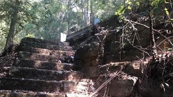 If you weren’t looking for it, you’d never see the historical relic beneath the bush. Picture: Transport for NSW