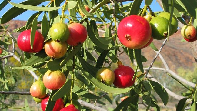 A Journey Through the Vibrant World of Australian Red Berries: From Bush Tucker to Gourmet Delights