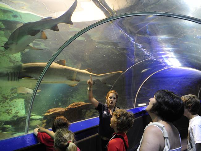 The aquarium has proven to be popular among locals.