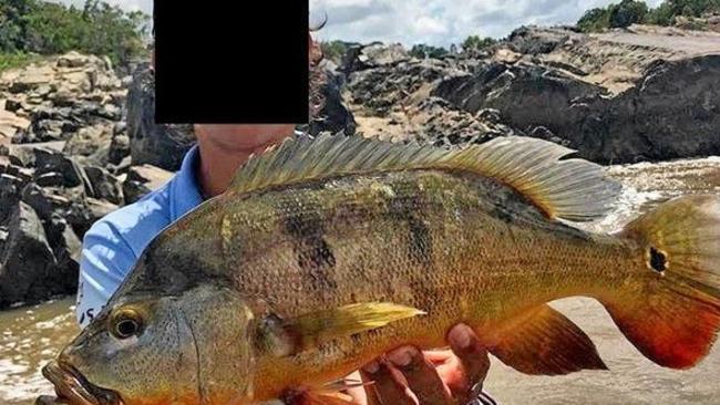 Peacock Bass found in Mackay's Pioneer River