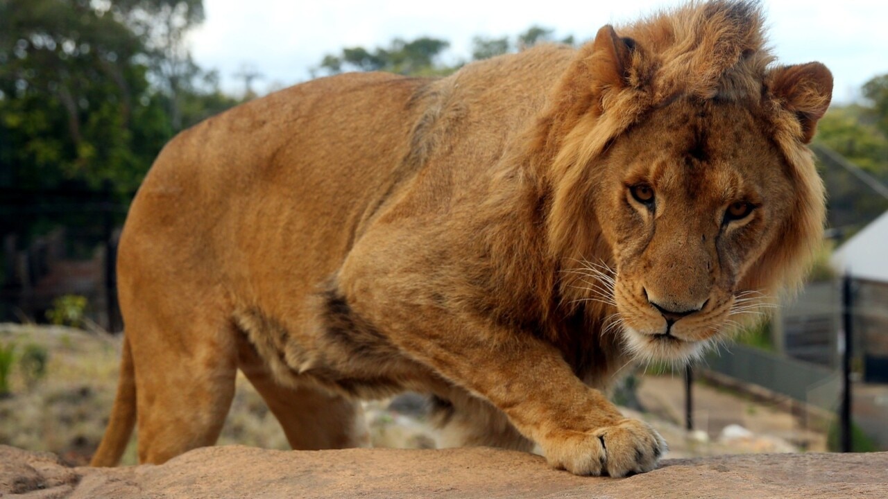 Taronga Zoo lions back in their enclosure after escaping