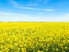 Premium price tag for Golden Plains cropping farm