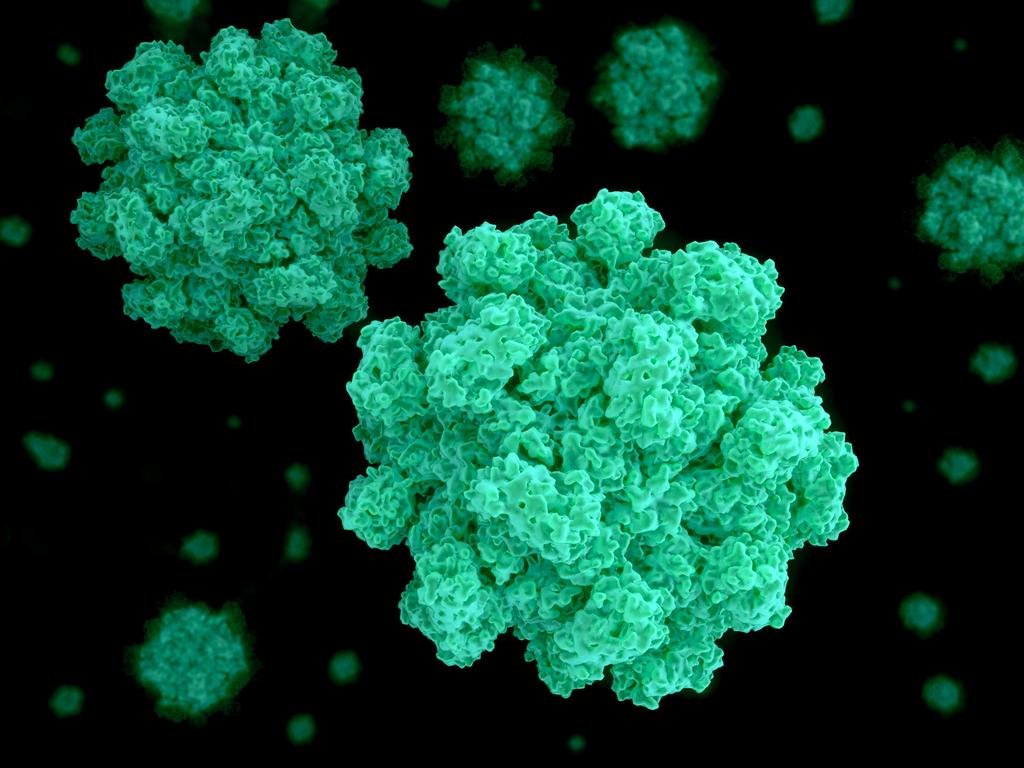 Norovirus is easily transmitted, making it a nightmare on cruise ships.